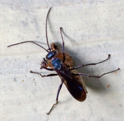 Spider Wasp, Auplopus