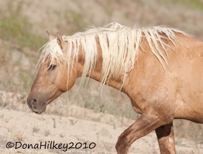 Corona-3023-30June2010-SandWash.jpg