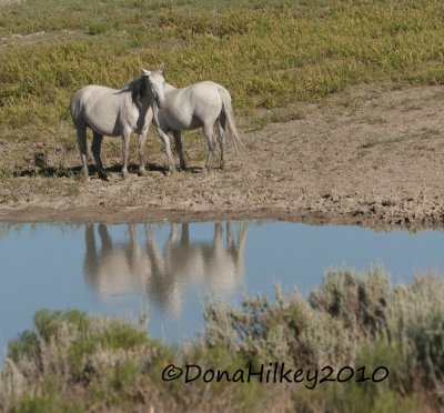 SandWashHorse_0270--28June2010.jpg