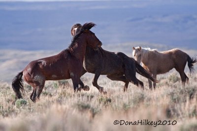 SandWashHorse_1519-17JuneMay2010.jpg