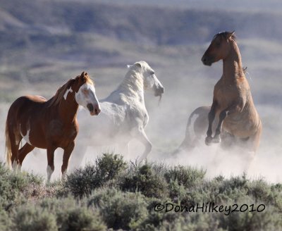 SandWashHorse_2947-17JuneMay2010.jpg