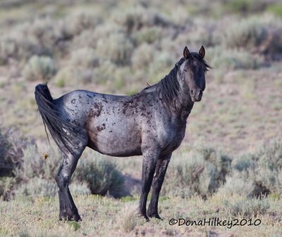 SandWashHorses3492-BlueRoan-06July2010.jpg