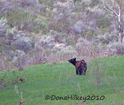 Bear Photos From NW Colorado