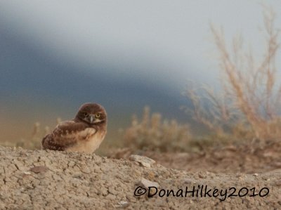 BUOW-4263-18July2010-SandWashweb.jpg