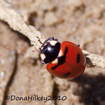 TransverseLadyBeetle-13Aug2010-RBLake.jpg