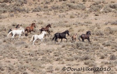 August 16, 2010 Sand Wash Basin Wild Horses