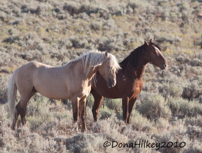 SW-CoronasBand-6914-16Aug2010-SandWash.jpg