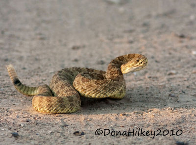 SW-rattlesnake-7439-16Aug2010-SandWash.jpg