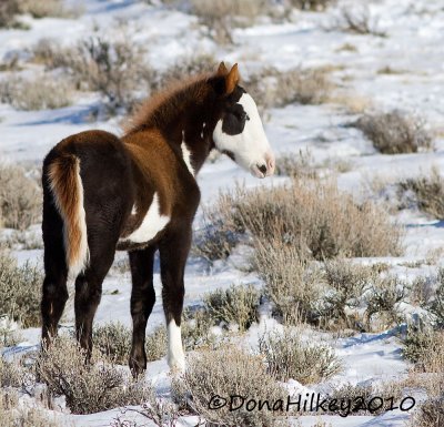 PJ (Picasso's Son) 2010 colt, Picasso's band