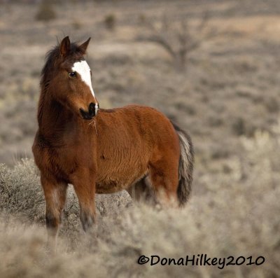 PiceanceBand-2247-foal-13Dec2010-web.jpg