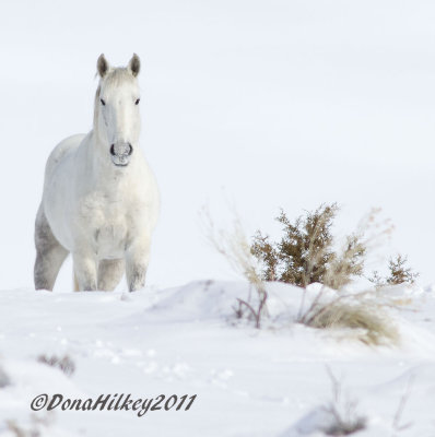 Snowman-8251-8Jan2011-SandWash-web.jpg