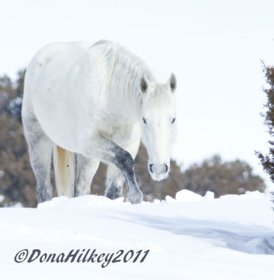 Snowman-8252-8Jan2011-SandWash-web.jpg