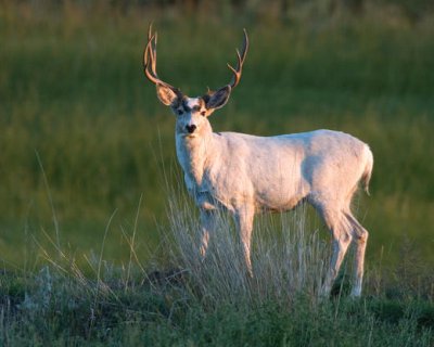 Meekers White Mule Deer Buck