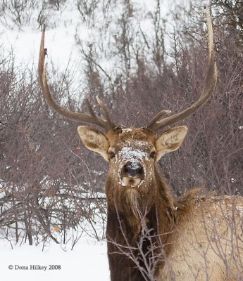 bull-elk-in-snow.jpg