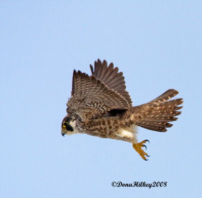 Peregrine Falcon