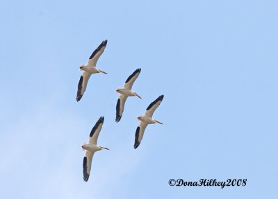 American White Pelican