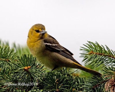 Bullocks Oriole