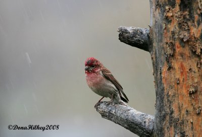 Darn this Rain, Wet Cassin's Finch