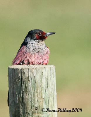 Lewis' Woodpecker
