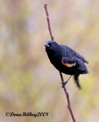 Red-winged Blackbird in the Rain