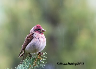 Cassin's Finch in the Rain