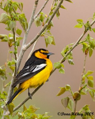 Bullock's Oriole