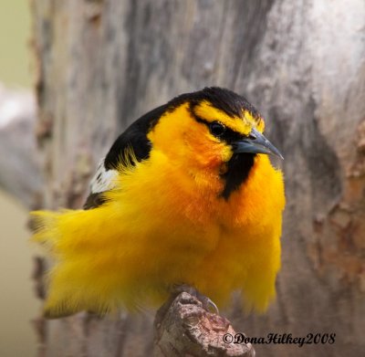 Bullock's Oriole close-up