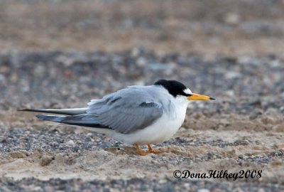 Least Tern at Rio Blanco Lake
