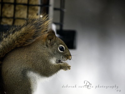 Braving the snow for a snack