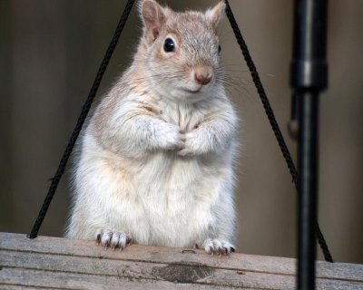 White Squirrel
