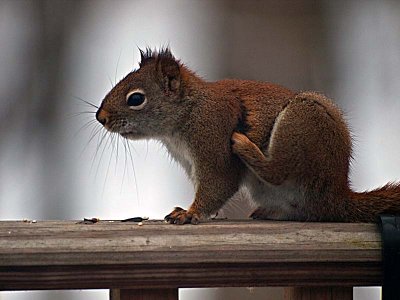 Bad Hair Day