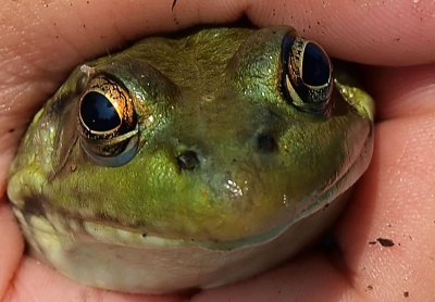 If you kiss a frog you DESERVE a Prince!