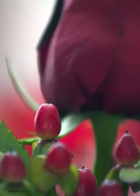 berry in focus