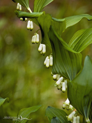 Flowers in DJ's Garden 1