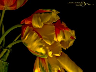 Beauty in the dark