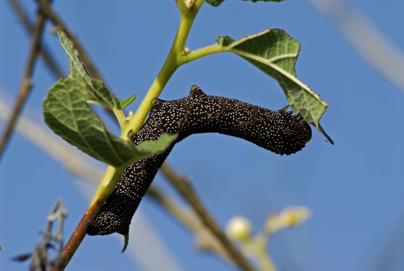Hawkmoth Caterpillar