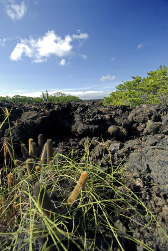 Lava Landscape