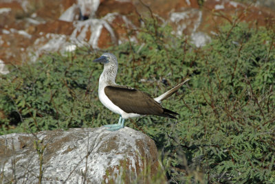 Blue-footed Boobie Regal Pose