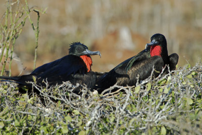 Male Frigate Birds