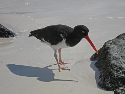 American Oyster Catcher