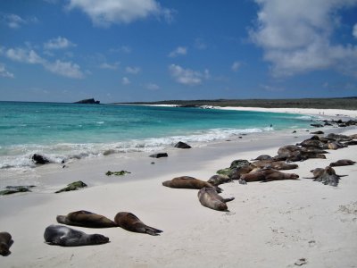 Sealions Relaxing on Beach