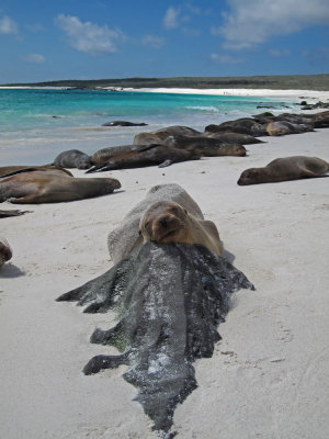 Sealion Teddy Bear