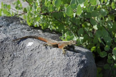 Espanola Lava Lizard 1