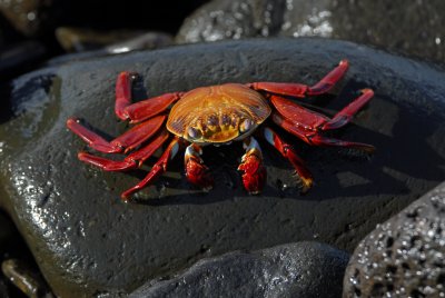 Sally Lightfoot Crab 2