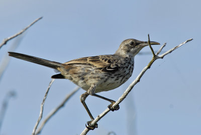 Galapagos Mockingbird 2