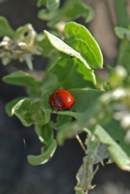 Galapagos Spotless Ladybug