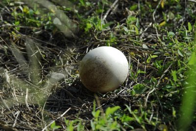 Abandoned Albatross Egg