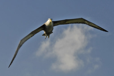 Waved Albatross 3