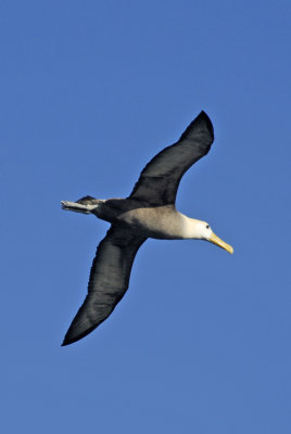 Waved Albatross 5