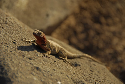 Espanola Lava Lizard 4